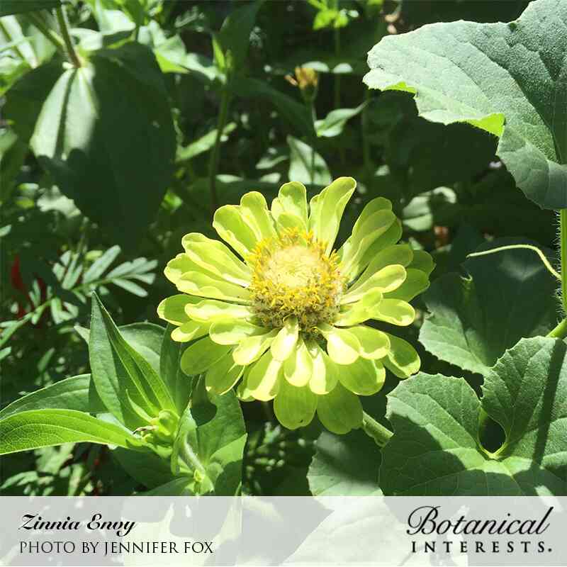 A single 'Envy' zinnia flower with pale lime-green petals and a yellow-centered disc, blooming amid broad green garden leaves in bright sunlight.