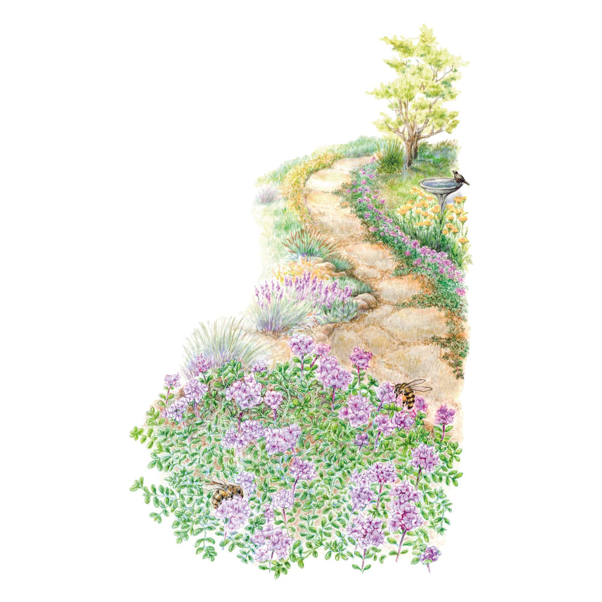 Illustration of a winding garden path with Creeping Thyme flowers and birds on a white background