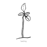 Simple black line drawing of Creeping Thyme seedling on a white background