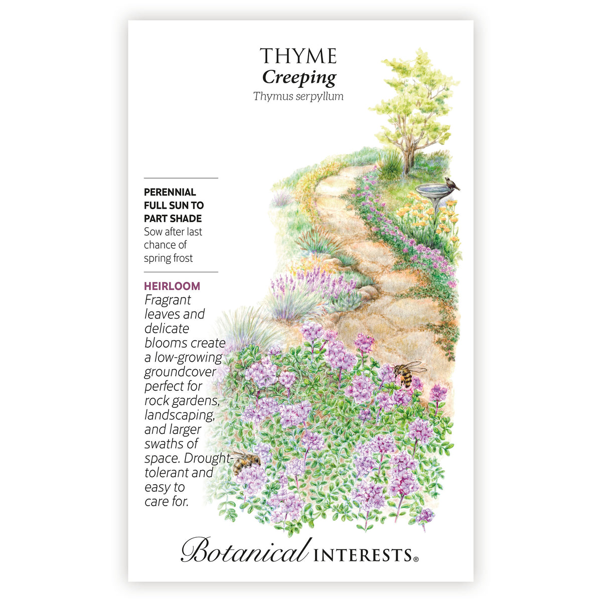 Seed packet of Thyme Creeping with a scenic illustration of a garden path and Creeping Thyme flowers, with botanical information.