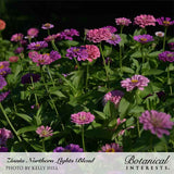 A dense cluster of Northern Lights Blend zinnias in shades of pink and purple with fully double blooms, growing on tall green stems against a dark, shaded background.