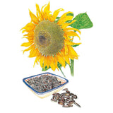 Illustration of a large yellow sunflower bloom next to a small ceramic dish filled with striped seeds for Mongolian Giant Sunflower Seeds