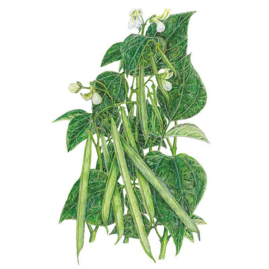 Botanical illustration of Seychelles pole bean plant showing slender green pods hanging in clusters among heart-shaped leaves and small white flowers, set against a plain white background.