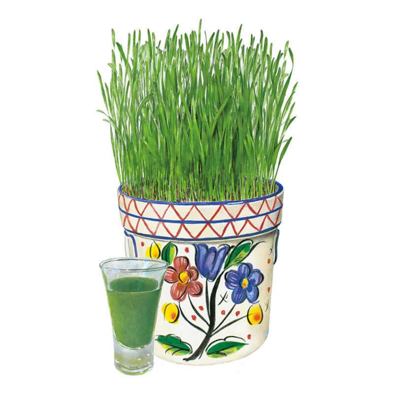 Botanical illustration of vibrant green wheatgrass growing out of a pattern-decorated pot, alongside a small shot glass filled with fresh green wheatgrass juice, for Wheatgrass Juice Seeds.