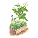 Illustration of common buckwheat cover crop, showing a close-up of arrow-shaped green leaves with clusters of small white flowers above a wooden raised bed densely planted with the same low, flowering crop and a garden fork stuck into the soil.