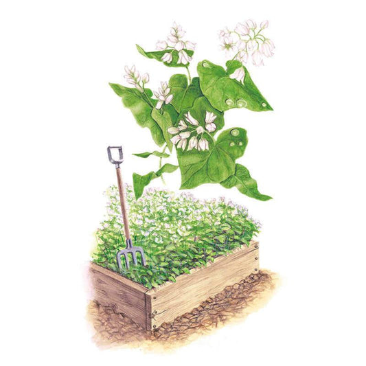 Illustration of common buckwheat cover crop, showing a close-up of arrow-shaped green leaves with clusters of small white flowers above a wooden raised bed densely planted with the same low, flowering crop and a garden fork stuck into the soil.