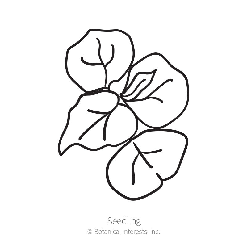 Simple black-and-white line drawing of a young seedling with four rounded, veined leaves clustered at the stem, labeled 