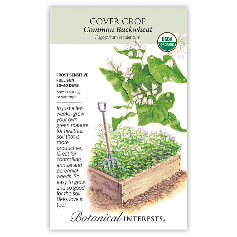 Seed packet for Common Buckwheat cover crop showing an illustration of heart-shaped green leaves with clusters of small white flowers above a raised garden bed densely filled with the growing crop and a garden fork stuck in the soil, alongside text noting it's frost sensitive, needs full sun, matures in 30-40 days, and describes its use as a soil-enriching green manure that suppresses weeds and attracts bees.
