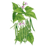 Botanical illustration of a Provider bush bean plant showing clusters of slender green pods hanging beneath heart-shaped leaves and small pale pink-purple flowers, against a plain white background.