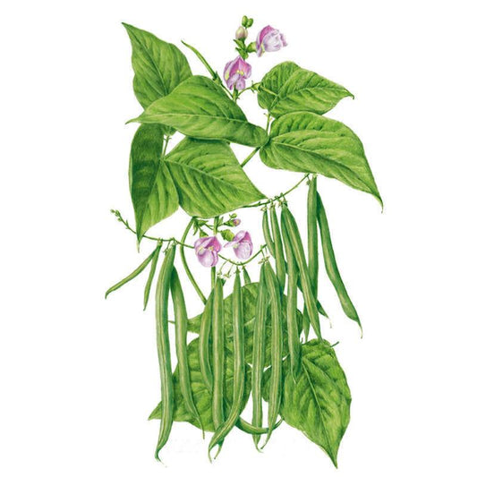 Botanical illustration of a Provider bush bean plant showing clusters of slender green pods hanging beneath heart-shaped leaves and small pale pink-purple flowers, against a plain white background.