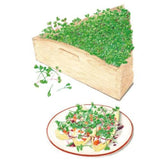 Illustration of dense green microgreens growing in a triangular wooden crate, with loose sprigs beside it and a plated garnished dish of savory bites topped with the same microgreens shown below.