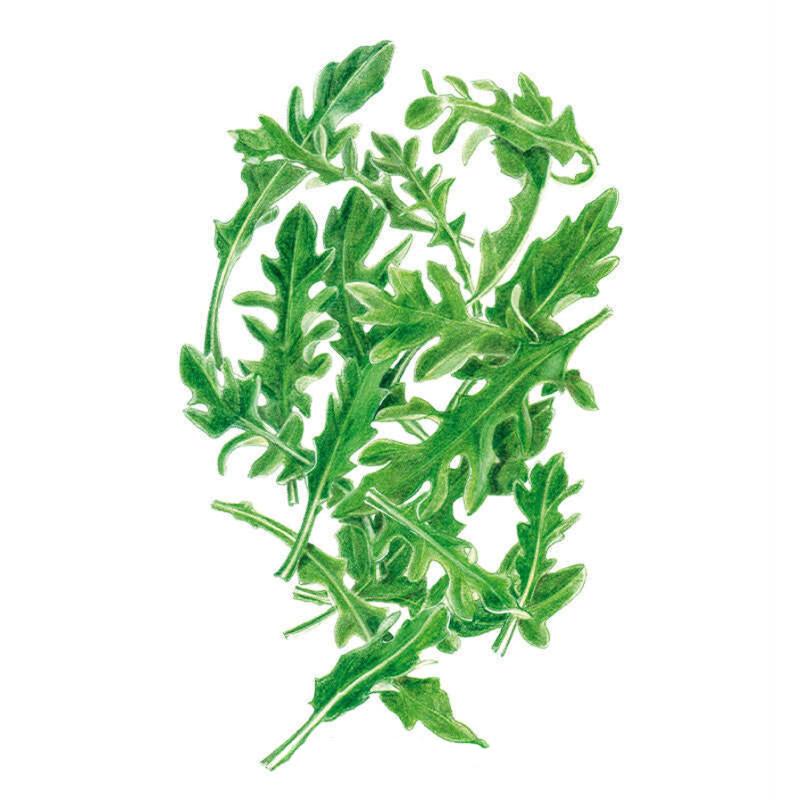 Botanical illustration of arugula baby greens showing a loose bundle of deeply lobed, jagged-edged green leaves on slender stems, set against a plain white background.
