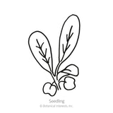 Line drawing of an arugula seedling with two long, slender leaves branching from a small root cluster, labeled 