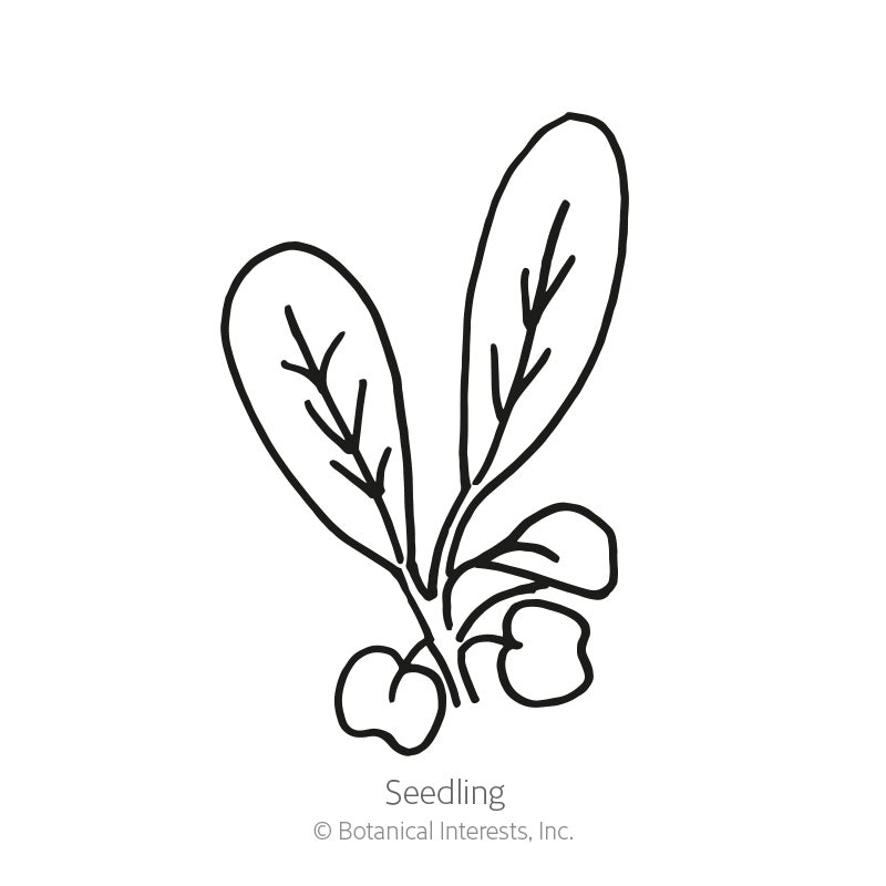 Line drawing of an arugula seedling with two long, slender leaves branching from a small root cluster, labeled 