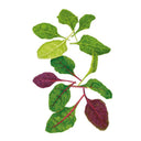 Illustrated cluster of Swiss chard baby leaves showing a mix of colours and shapes, from pale green and dark green to deep burgundy-purple, each with prominent red or green veining, on a white background.