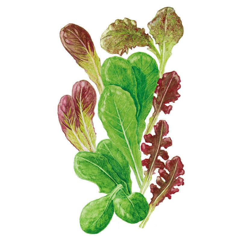 Botanical illustration of a mesclun lettuce mix showing an assortment of leaf shapes and colours, including smooth green oval leaves, deep burgundy romaine-type leaves, and frilly red-edged oak leaf varieties, arranged upright on a white background.