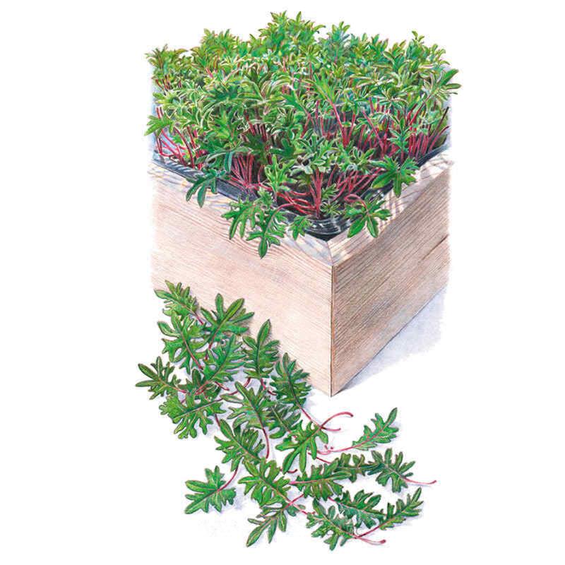 Illustration of red Russian kale baby greens densely growing in a wooden planter box, showing deeply lobed green leaves with reddish-purple stems, with several loose harvested sprigs scattered in front.