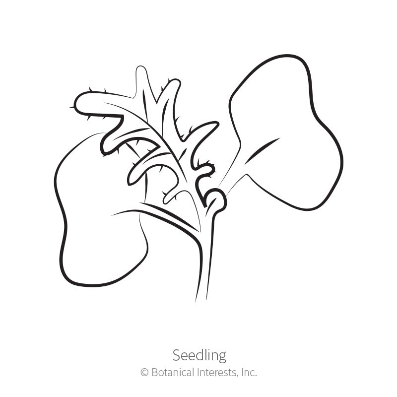 Line drawing of a kale seedling showing two rounded smooth cotyledon leaves and one deeply lobed, jagged true leaf on a slender stem, labeled 