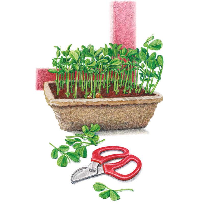 Illustration of pea shoots growing densely in a fibre-lined trough planter, with red-handled snips and freshly cut leafy shoots laid beside it, ready for harvesting as baby greens.