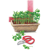 Illustration of pea shoots growing densely in a fibre-lined trough planter, with red-handled snips and freshly cut leafy shoots laid beside it, ready for harvesting as baby greens.