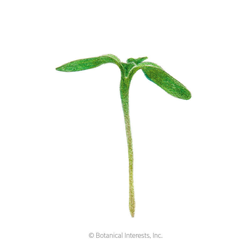 Illustration of a young sunflower microgreen seedling with two elongated, tapered green cotyledon leaves atop a slender pale stem, shown against a plain white background.