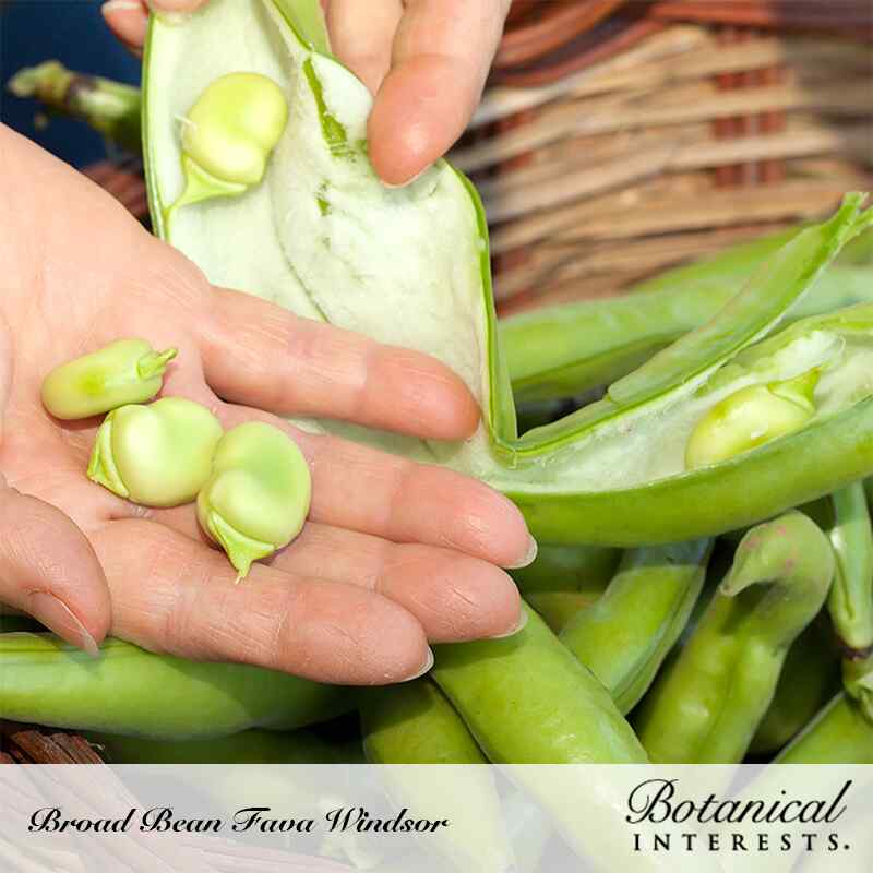 Hands split open a large green fava bean pod lined with white, soft padding, revealing three plump pale-green beans nestled in the palm above a basket of whole pods, labelled Broad Bean Fava Windsor.
