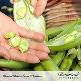 Hands split open a large green fava bean pod lined with white, soft padding, revealing three plump pale-green beans nestled in the palm above a basket of whole pods, labelled Broad Bean Fava Windsor.