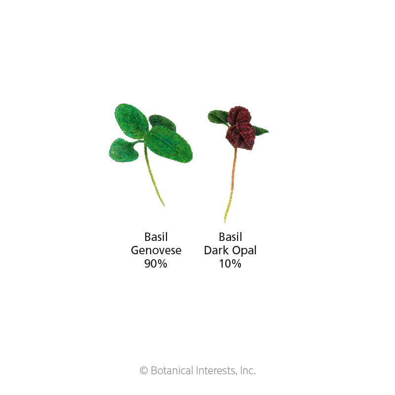 Diagram comparing two basil microgreen seedlings side by side: Genovese basil with rounded green leaves, labeled 90%, and Dark Opal basil with small deep maroon leaves, labeled 10%, illustrating the seed blend ratio.