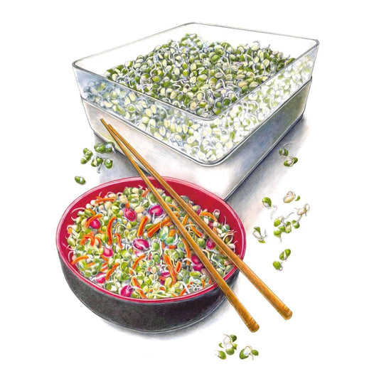 Illustration of freshly grown mung bean sprouts filling a clear stacked sprouting tray, with a portion served in a red bowl alongside shredded carrot and radish, chopsticks resting across the top.