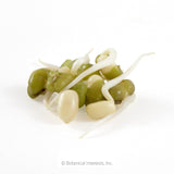 A cluster of sprouted mung beans with pale, curling white roots emerging from plump green and cream-colored seed hulls, photographed against a plain white background.