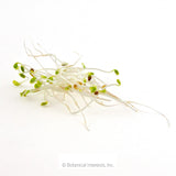A cluster of alfalfa sprouts with slender pale white stems and tiny green and brown seed husks still attached at the curled tips, arranged loosely against a plain white background.