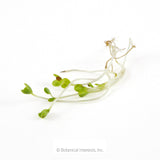 Cluster of broccoli sprouts with pale curved stems, small green leaves, and a few remaining brown seed husks still attached at the tips.