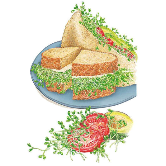 Illustration of wholegrain bread sandwich halves on a blue plate, filled with tangled green sprouts, tomato slices and avocado, with a separate cluster of sprouts, sliced tomato and lemon shown below.
