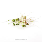 A tangle of freshly grown sandwich mix sprouts with slender white stems, small green seed leaves, and one reddish-purple stem, shown against a plain white background.