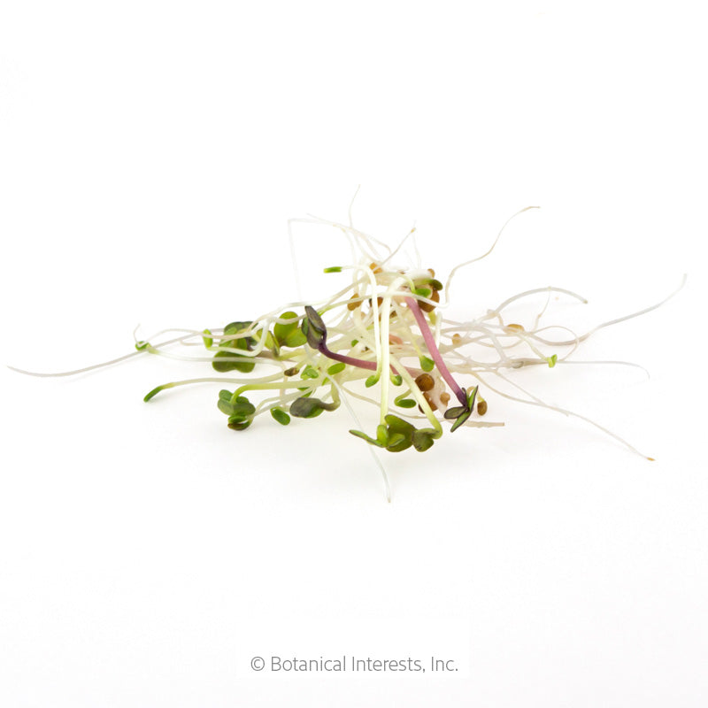 A tangle of freshly grown sandwich mix sprouts with slender white stems, small green seed leaves, and one reddish-purple stem, shown against a plain white background.