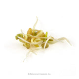 Cluster of fenugreek seed sprouts with pale curling roots and small yellow-green cotyledons, photographed against a plain white background.