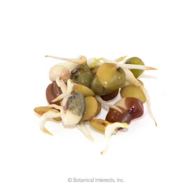 Cluster of soaked bean seeds in olive green, tan, and dark brown, each pushing out a pale curled sprout, piled together on a white background.