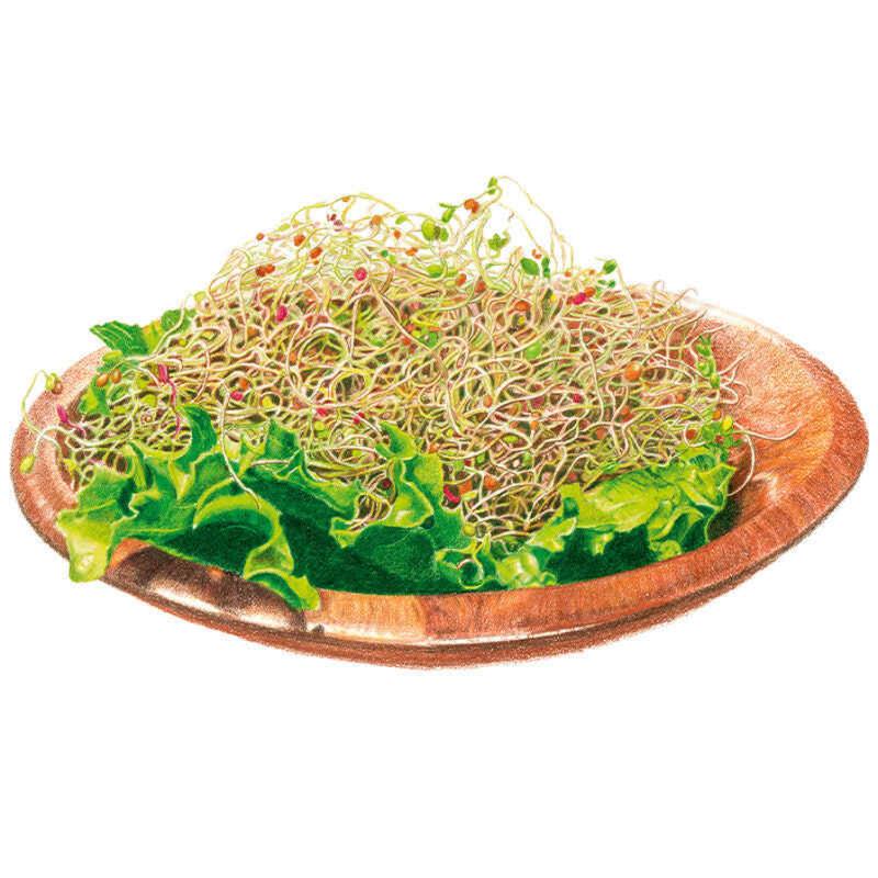 Illustration of a heaping mound of thin, curly salad mix sprouts with small pink and orange seed husks, piled on crisp green lettuce leaves in a wooden bowl.