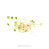 A tangled cluster of salad mix sprouts with pale, thread-like stems and tiny green cotyledon leaves still attached to their seed hulls, photographed against a plain white background.