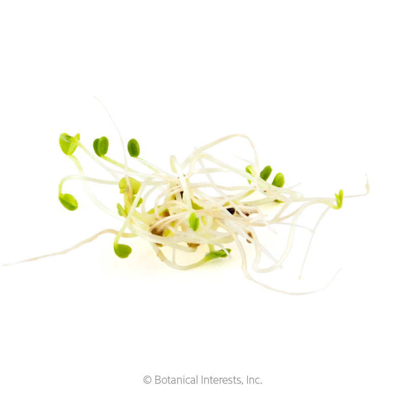 A tangled cluster of salad mix sprouts with pale, thread-like stems and tiny green cotyledon leaves still attached to their seed hulls, photographed against a plain white background.