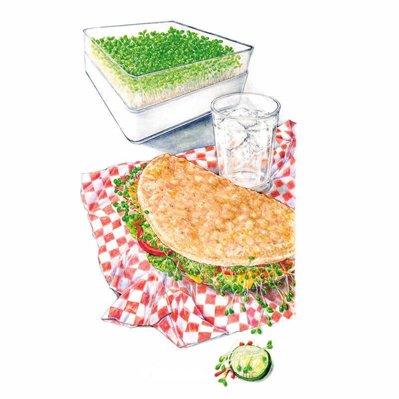 Illustration showing a tray of dense green red clover sprouts alongside a folded flatbread sandwich filled with sprouts, tomato and cheese on a red-checked cloth, with a glass of iced water and a small round seed packet.