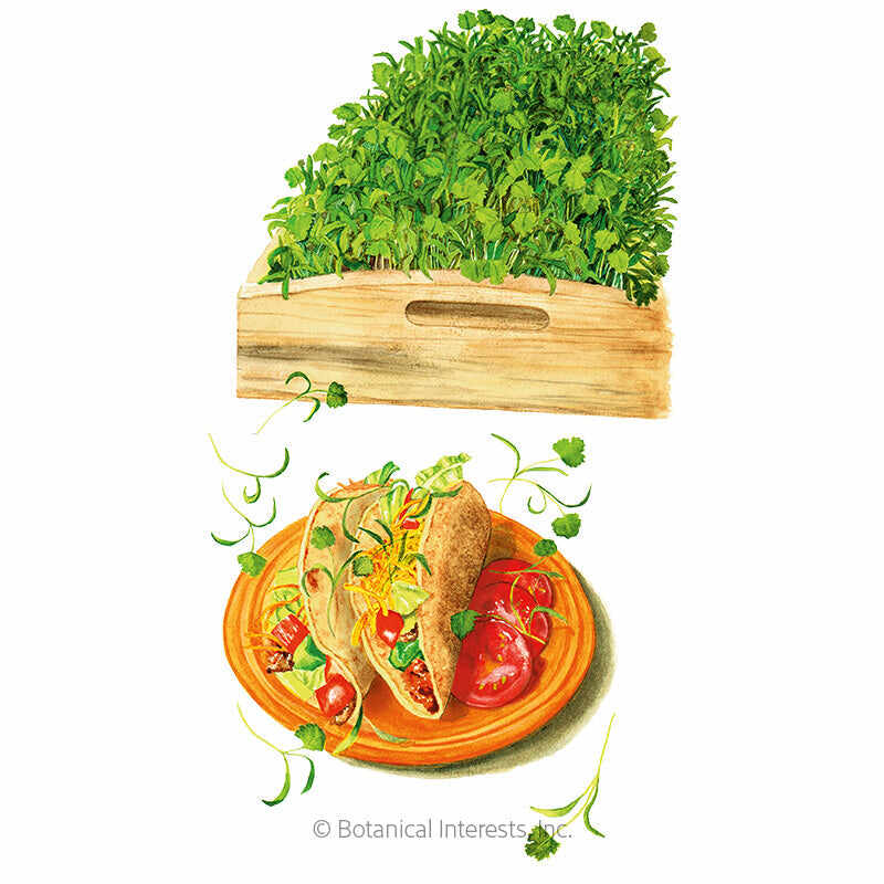Illustration of a dense tray of leafy cilantro microgreens growing in a wooden box, above a plated taco garnished with tomatoes and sprigs of the cut microgreens.