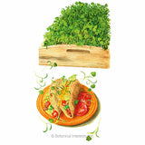 Illustration of a dense tray of leafy cilantro microgreens growing in a wooden box, above a plated taco garnished with tomatoes and sprigs of the cut microgreens.