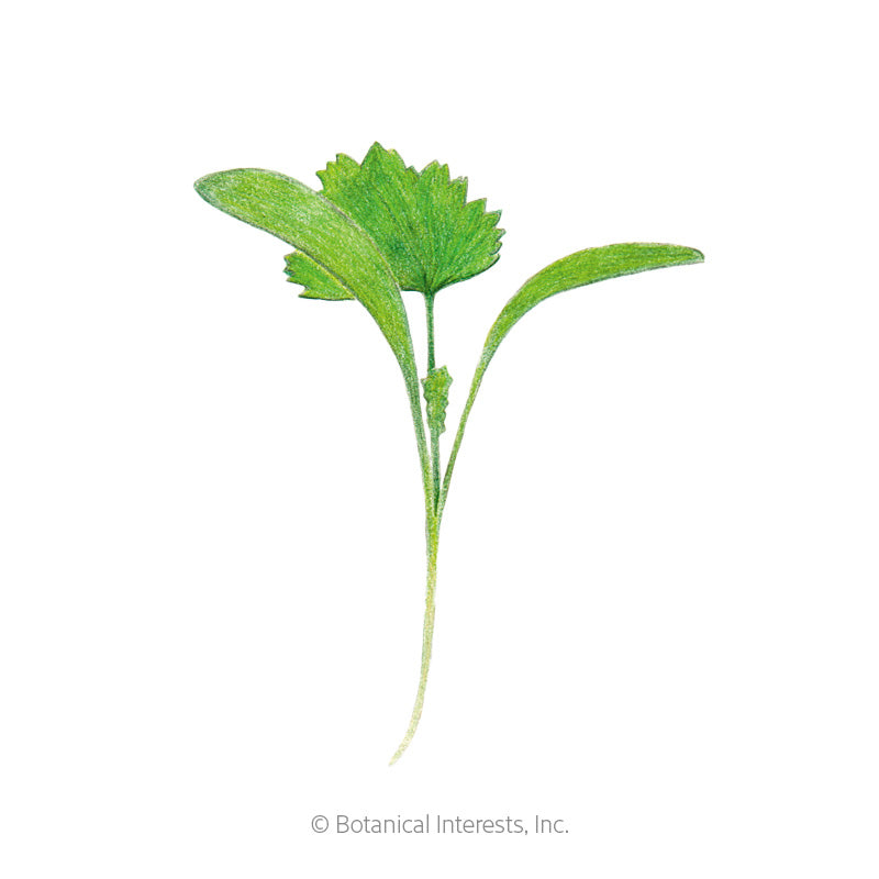Illustrated cilantro microgreen seedling with two long, curved cotyledon leaves and a serrated true leaf emerging above a slender stem, rendered in green colored pencil on a white background.
