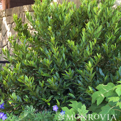 Compact Little Ragu sweet bay shrub with dense, narrow glossy dark green leaves, planted against a stone wall with purple flowers and hydrangea foliage nearby.
