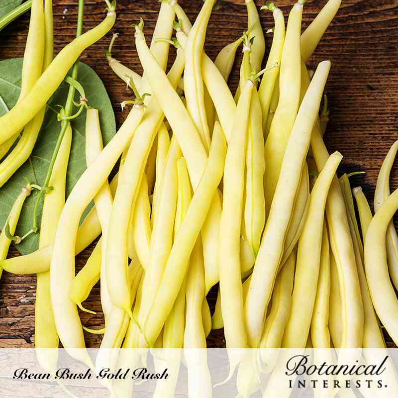 Freshly harvested yellow bush beans spread across a rustic wooden surface with the Botanical Interests logo displayed in the bottom right corner.