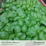 Close-up photo of dense, vibrant green basil foliage in a container with 