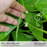 Hand holding a fresh green bean pod attached to a green bean vine with leaves and small white flowers, labeled 