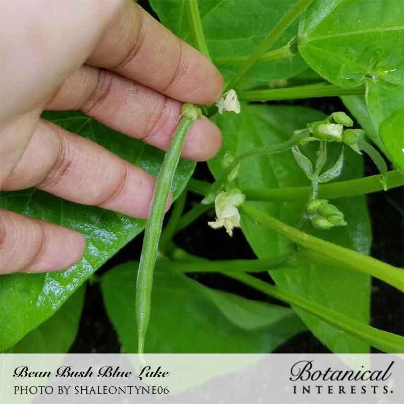 Hand holding a fresh green bean pod attached to a green bean vine with leaves and small white flowers, labeled 