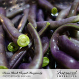 Close-up photo of vibrant purple Royal Burgundy bush beans with cut cross-sections showing bright green centers, with 